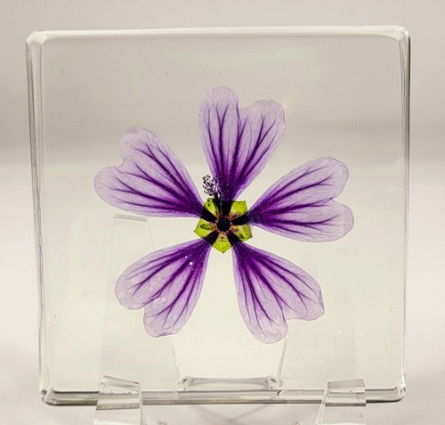 Malva sylvestris fiore - 2.9",