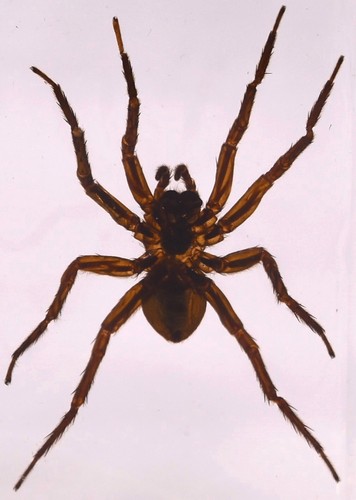 Ragno real golden spider - ragno,